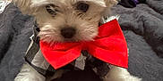 Blanco is registered to the contest to win money with this photo: puppy, dog, white_fur, bow_tie, clothing, pet, cute, fluffy, indoor, blanket, black_and_white, small_dog, animal, adorable, fur, laying_down, close_up, cozy, red_bow, portrait