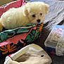 puppy, dog, pet_bed, bedspread, sock_puppet, plastic_container, beads, indoor, furniture, wooden_drawer, toy, cute, fluffy, small_dog, cozy, resting, colorful, fabric, soft, animal