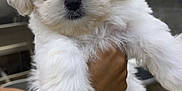 Blanco joined the competition — help win amazing prizes! animal, bracelet, chair, cute, dog, ears, eyes, face, floor, fluffy, fur, hand, holding, indoor, nose, paw, person, pet, puppy, white_fur