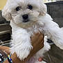 Blanco joined the competition — help win amazing prizes! puppy, dog, white_fur, fluffy, pet, animal, cute, hand, bracelet, indoor, floor, chair, person, holding, fur, face, ears, eyes, nose, paw