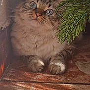 Tequila participe au concours pour gagner de l'argent avec cette photo : cat, tabby, blue_eyes, pine_branch, greenery, tile_floor, sunlight, shadow, curious, fluffy, pet, indoor, animal, whiskers, paws, cute, feline, relaxed, closeup, nature