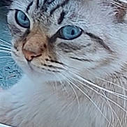 Tequila a rejoint le concours — aidez-le/la à gagner de superbes lots ! cat, close_up, blue_eyes, fur, whiskers, window, pet, animal, face, portrait, looking, indoor, feline, cute, domestic, mammal, tabby, striped, nose, ears
