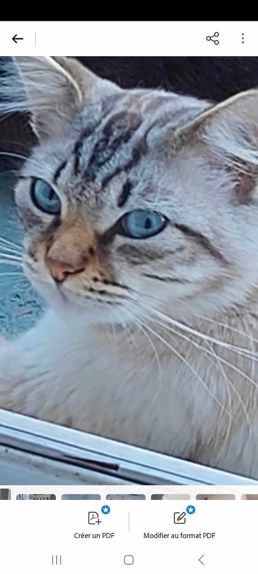 Tequila a rejoint le concours — aidez-le/la à gagner de superbes lots ! cat, close_up, blue_eyes, fur, whiskers, window, pet, animal, face, portrait, looking, indoor, feline, cute, domestic, mammal, tabby, striped, nose, ears