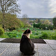 Stitch a rejoint le concours — aidez-le/la à gagner de superbes lots ! cat, black_and_white, animal, pet, outdoor, garden, grass, tree, sky, cloudy, porch, tile_floor, nature, peaceful, serene, domestic_animal, feline, sitting, back_view, landscape