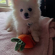 Chivo joined the competition — help win amazing prizes! puppy, dog, white, fluffy, toy, plush, carrot, blanket, indoor, window, soft, cute, pet, animal, fur, collar, relaxing, bed, cozy, young