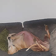 Mango participe au concours pour gagner de l'argent avec cette photo : animal, belly, canine, comfortable, couch, cozy, decor, dog, fur, green_pillow, home, indoor, living_room, painting, paw, pet, relaxed, resting, upside_down, wall