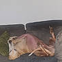 animal, belly, canine, comfortable, couch, cozy, decor, dog, fur, green_pillow, home, indoor, living_room, painting, paw, pet, relaxed, resting, upside_down, wall