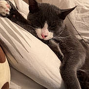 Aiko a rejoint le concours — aidez-le/la à gagner de superbes lots ! cat, sleeping, gray_cat, white_paws, pillow, bed, blanket, cozy, indoor, pet, whiskers, relaxed, cute, feline, closeup, resting, fur, domestic_animal, animal, nap