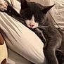 cat, sleeping, gray_cat, white_paws, pillow, bed, blanket, cozy, indoor, pet, whiskers, relaxed, cute, feline, closeup, resting, fur, domestic_animal, animal, nap