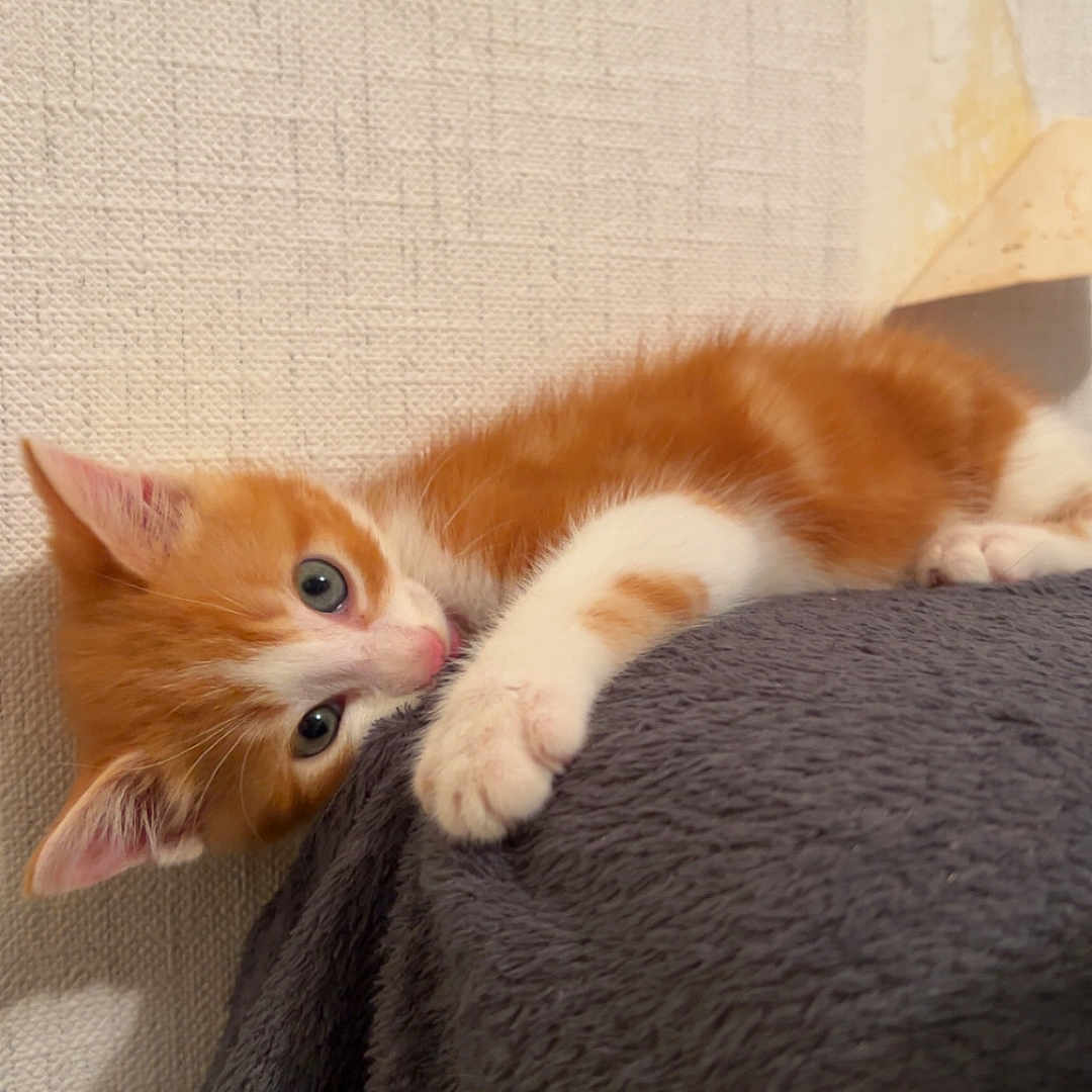 Ange a rejoint le concours — aidez-le/la à gagner de superbes lots ! animal, blanket, cat, cozy, curious, cute, feline, fur, home, indoor, kitten, lying_down, orange_cat, pet, playful, resting, soft_texture, whiskers, white_cat, young_animal