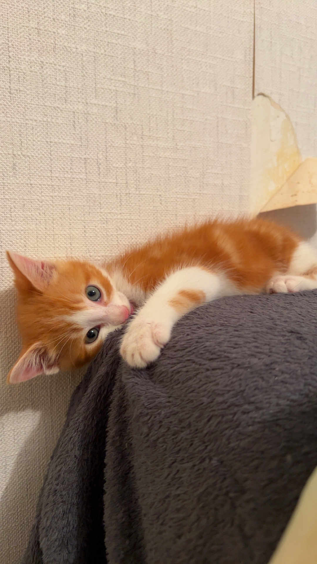 Ange a rejoint le concours — aidez-le/la à gagner de superbes lots ! kitten, cat, orange_cat, white_cat, pet, animal, cute, feline, lying_down, indoor, soft_texture, blanket, cozy, playful, young_animal, fur, whiskers, curious, home, resting