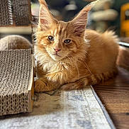Arlo joined the competition — help win amazing prizes! cat, kitten, orange_tabby, fluffy, ears, fur, indoor, carpet, scratcher, wood_floor, pet, animal, cute, young, relaxed, closeup, portrait, domestic_cat, whiskers, feline