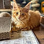 cat, kitten, orange_tabby, fluffy, ears, fur, indoor, carpet, scratcher, wood_floor, pet, animal, cute, young, relaxed, closeup, portrait, domestic_cat, whiskers, feline