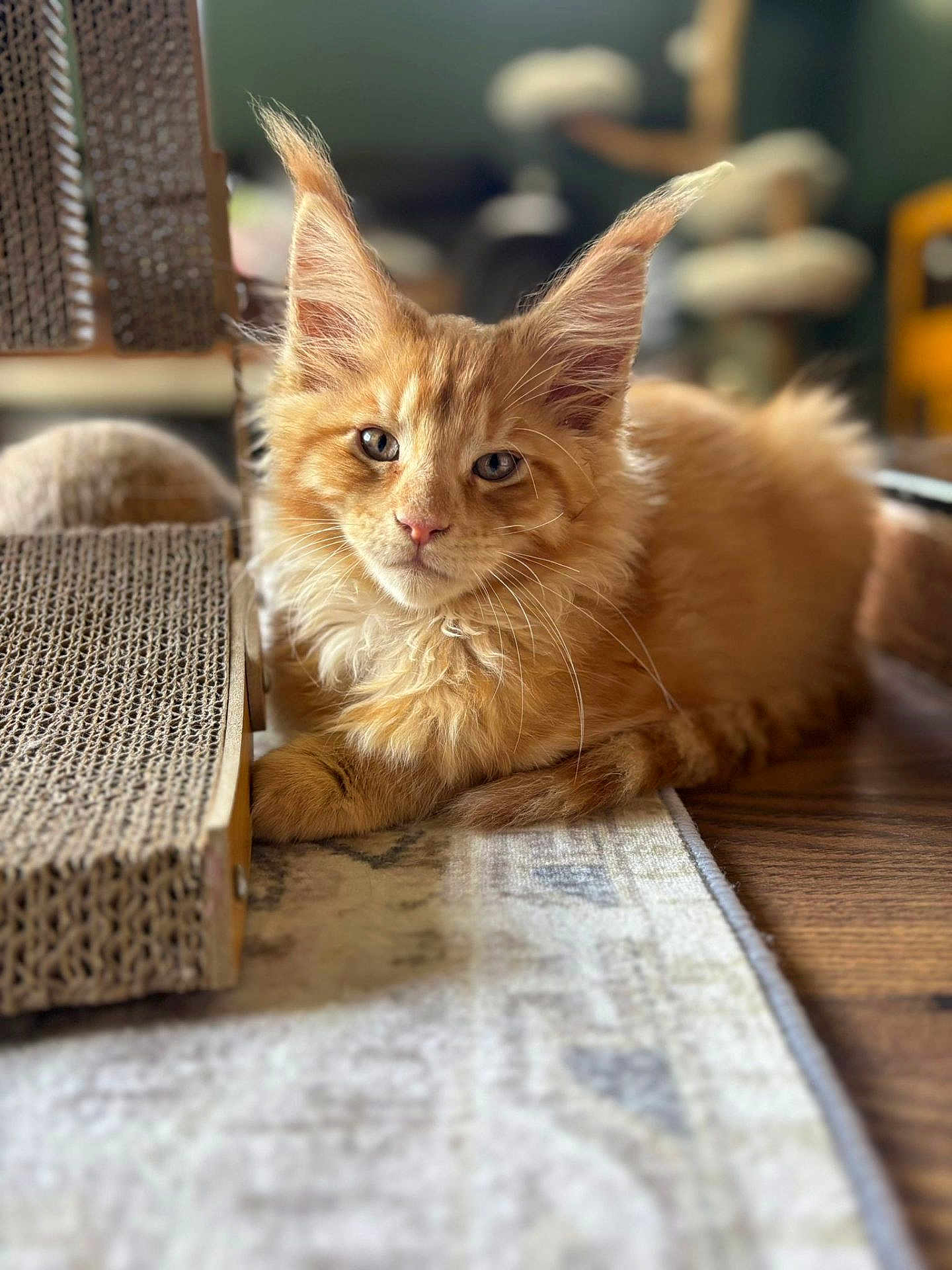 Arlo joined the competition — help win amazing prizes! cat, kitten, orange_tabby, fluffy, ears, fur, indoor, carpet, scratcher, wood_floor, pet, animal, cute, young, relaxed, closeup, portrait, domestic_cat, whiskers, feline