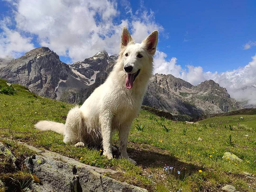 Pooky participe au concours pour gagner de l'argent avec cette photo : adventure, canidae, carnivore, cloud, companion_dog, cumulus, dog, dog_breed, glacial_landform, grass, grassland, landscape, mountain, mountain_range, natural_landscape, pasture, plant, sky, sporting_group, working_animal