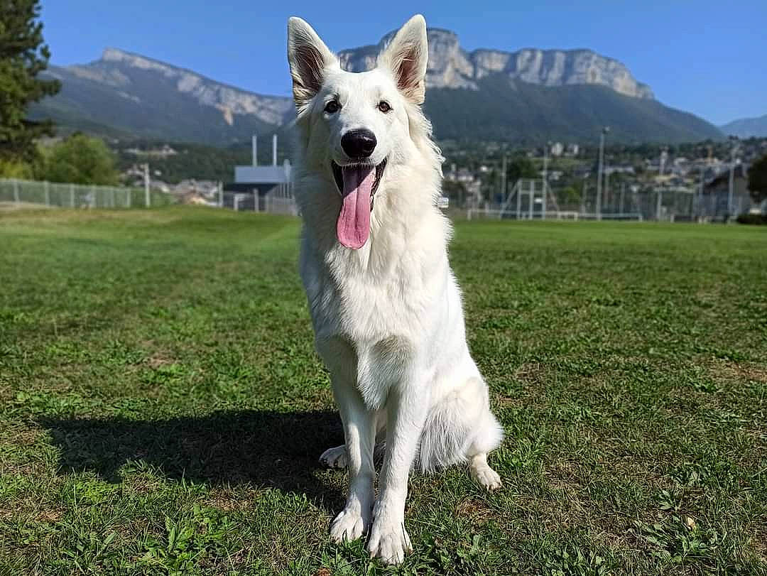 Pooky a rejoint le concours — aidez-le/la à gagner de superbes lots ! canidae, carnivore, collar, companion_dog, dog, dog_breed, giant_dog_breed, grass, grassland, herding_dog, mountain, plant, recreation, sky, snout, sporting_group, tail, tree, working_animal, working_dog