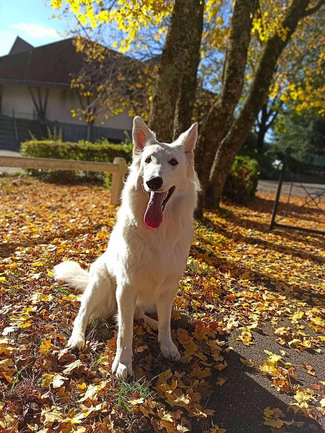 Pooky participe au concours pour gagner de l'argent avec cette photo : autumn, canidae, carnivore, collar, companion_dog, dog, dog_breed, fawn, grass, kintamani, non_sporting_group, plant, shadow, sky, tail, terrestrial_animal, tree, walking, working_animal, working_dog