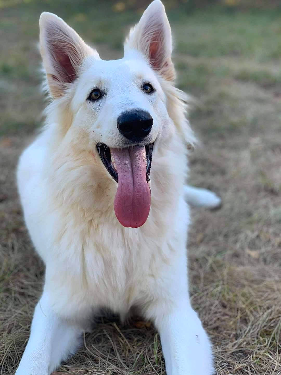 Pooky participe au concours pour gagner de l'argent avec cette photo : ancient_dog_breeds, canidae, carnivore, collar, companion_dog, dog, dog_breed, fang, fur, grass, herding_dog, jaw, non_sporting_group, paw, shout, snout, sporting_group, whiskers, working_dog