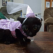 Sky joined the competition — help win amazing prizes! cat, black_cat, costume, purple, fairy_wings, hat, pet, indoor, table, wooden_table, living_room, furniture, curious, wide_eyes, animal, domestic_animal, cute, small, sitting, portrait