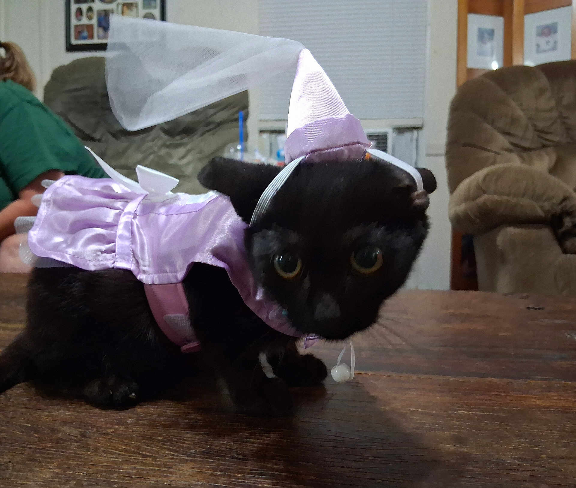 Sky joined the competition — help win amazing prizes! cat, black_cat, costume, purple, fairy_wings, hat, pet, indoor, table, wooden_table, living_room, furniture, curious, wide_eyes, animal, domestic_animal, cute, small, sitting, portrait