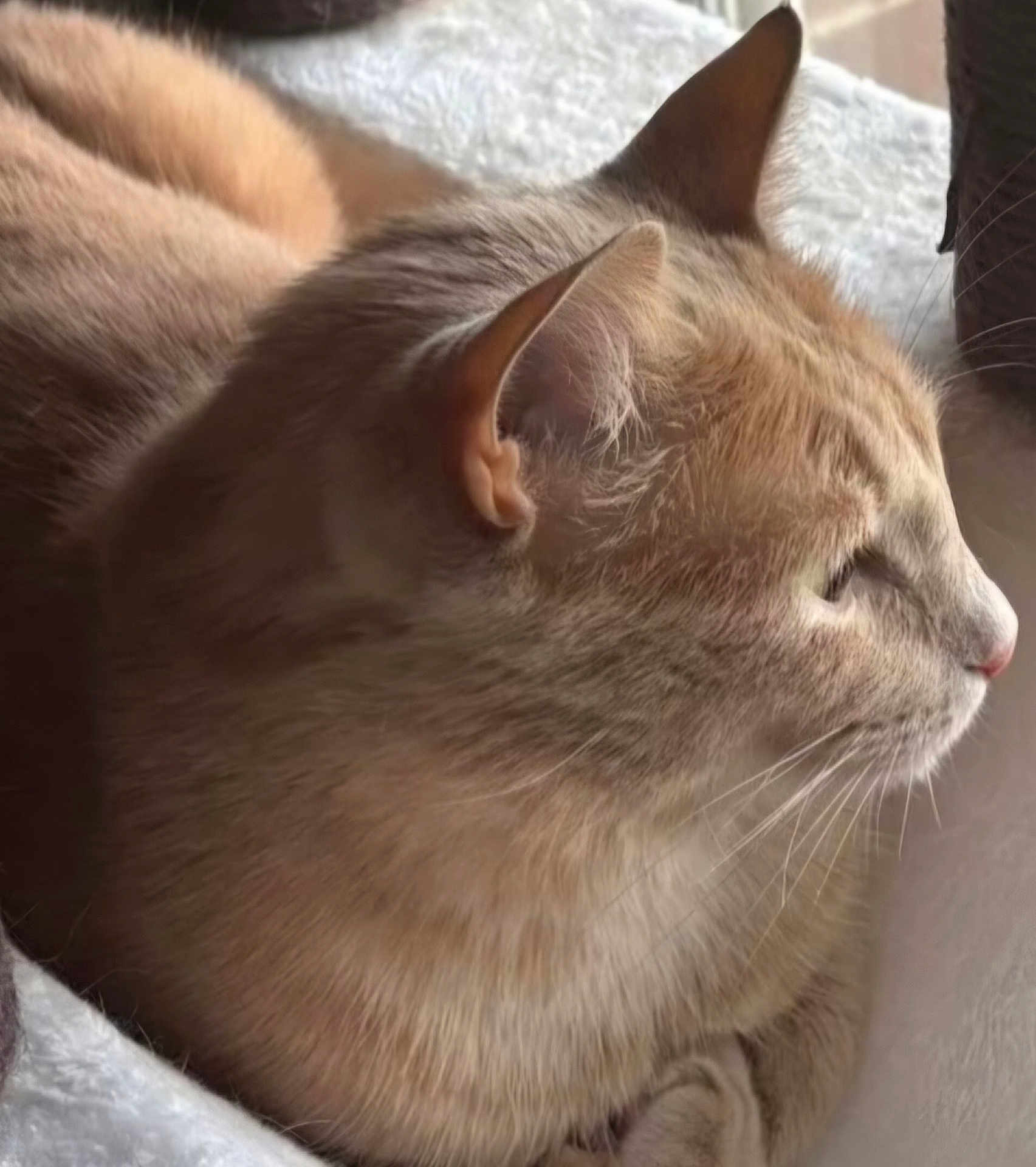Loki is registered to the contest to win money with this photo: cat, ginger_cat, feline, pet, resting, close_up, profile, whiskers, ears, fur, domestic_animal, soft_texture, blanket, cozy, indoor, sleepy, relaxed, animal, cute, companion