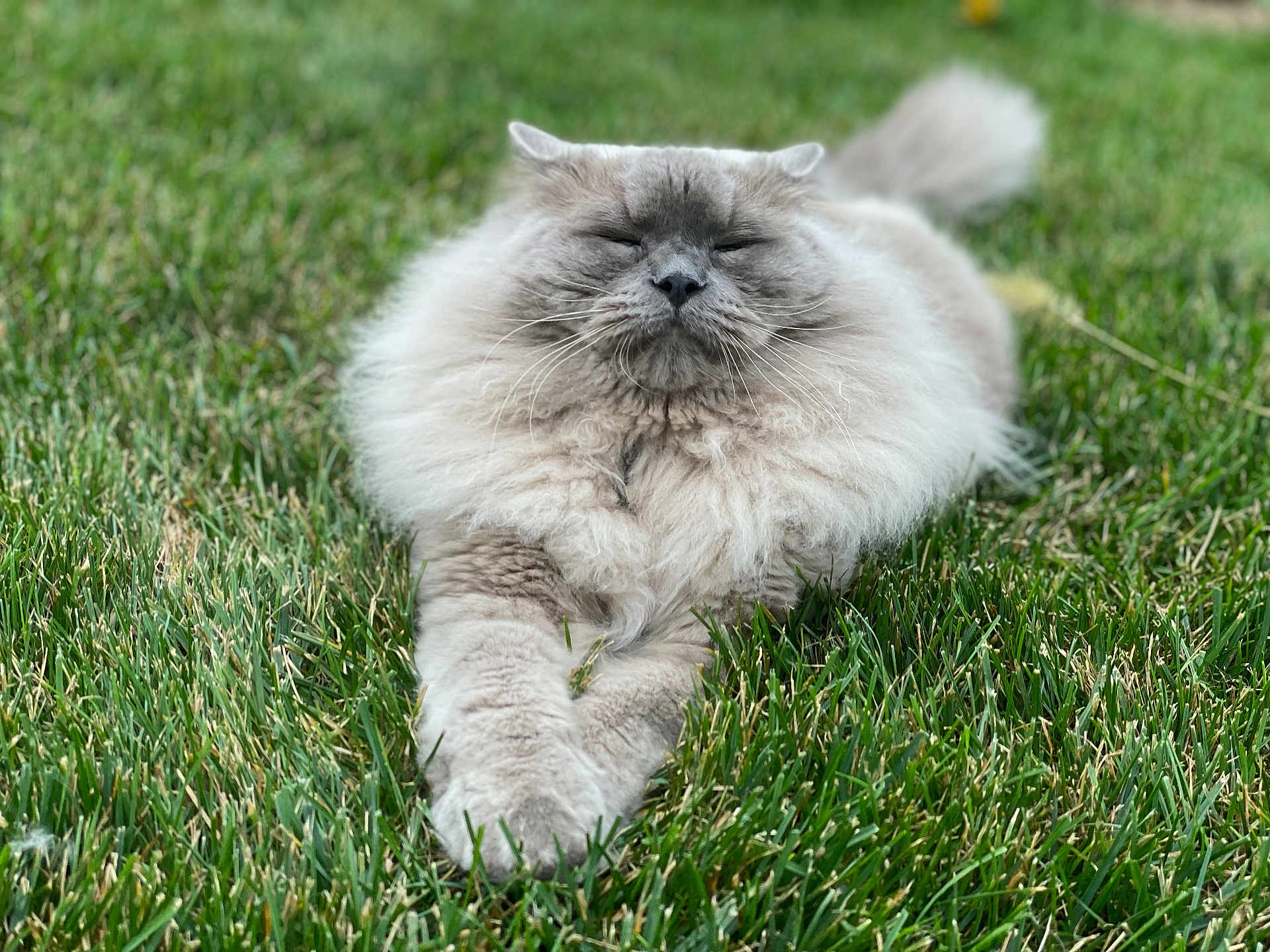 Basil is registered to the contest to win money with this photo: cat, fluffy_cat, long_hair, grass, outdoor, pet, feline, whiskers, paws, eyes_closed, fur, relaxed, portrait, closeup, nature, lawn, greenery, daylight, cute, wholesome