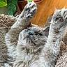 Basil is registered to the contest to win money with this photo: animal, carpet, cat, close_up, cozy, cute, feline, fluffy, fur, gray_cat, green_eyes, indoor, mammal, paws, pet, playful, relaxed, soft, stretching, whiskers