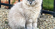 Basil is registered to the contest to win money with this photo: animal, blue_eyes, bokeh, brick_wall, cat, closeup, cute, fence, fluffy, fur, grass, gravel, kitten, outdoor, paws, pet, portrait, sitting, whiskers, young