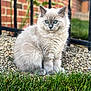 cat, kitten, pet, animal, fluffy, fur, blue_eyes, sitting, grass, gravel, fence, brick_wall, outdoor, portrait, whiskers, paws, young, cute, closeup, bokeh