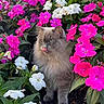 Basil joined the competition — help win amazing prizes! animal, cat, colorful, cute, flowers, fluffy_cat, fur, garden, gray_cat, green_eyes, leaf, nature, outdoor, pet, pink_flowers, plants, sitting, spring, tongue_out, white_flowers
