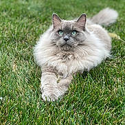 Basil is registered to the contest to win money with this photo: animal, blue_eyes, cat, closeup, daylight, domestic_cat, feline, fluffy, fur, grass, green, lying_down, mammal, nature, outdoor, pet, relaxed, sole_subject, tail, whiskers