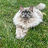 animal, blue_eyes, cat, closeup, daylight, domestic_cat, feline, fluffy, fur, grass, green, lying_down, mammal, nature, outdoor, pet, relaxed, sole_subject, tail, whiskers