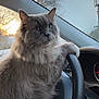 Basil is registered to the contest to win money with this photo: cat, fluffy_cat, feline, pet, steering_wheel, car_interior, dashboard, windshield, sunrise, paw, whiskers, green_eyes, gray_fur, portrait, looking_up, sitting, vehicle, seat, steering_column, cute