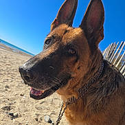 Jodie a rejoint le concours — aidez-le/la à gagner de superbes lots ! dog, german_shepherd, beach, sand, sky, sunny, outdoor, pet, canine, animal, portrait, ears, collar, chain, smiling, happy, nature, daylight, closeup, leash