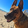 dog, german_shepherd, beach, sand, sky, sunny, outdoor, pet, canine, animal, portrait, ears, collar, chain, smiling, happy, nature, daylight, closeup, leash