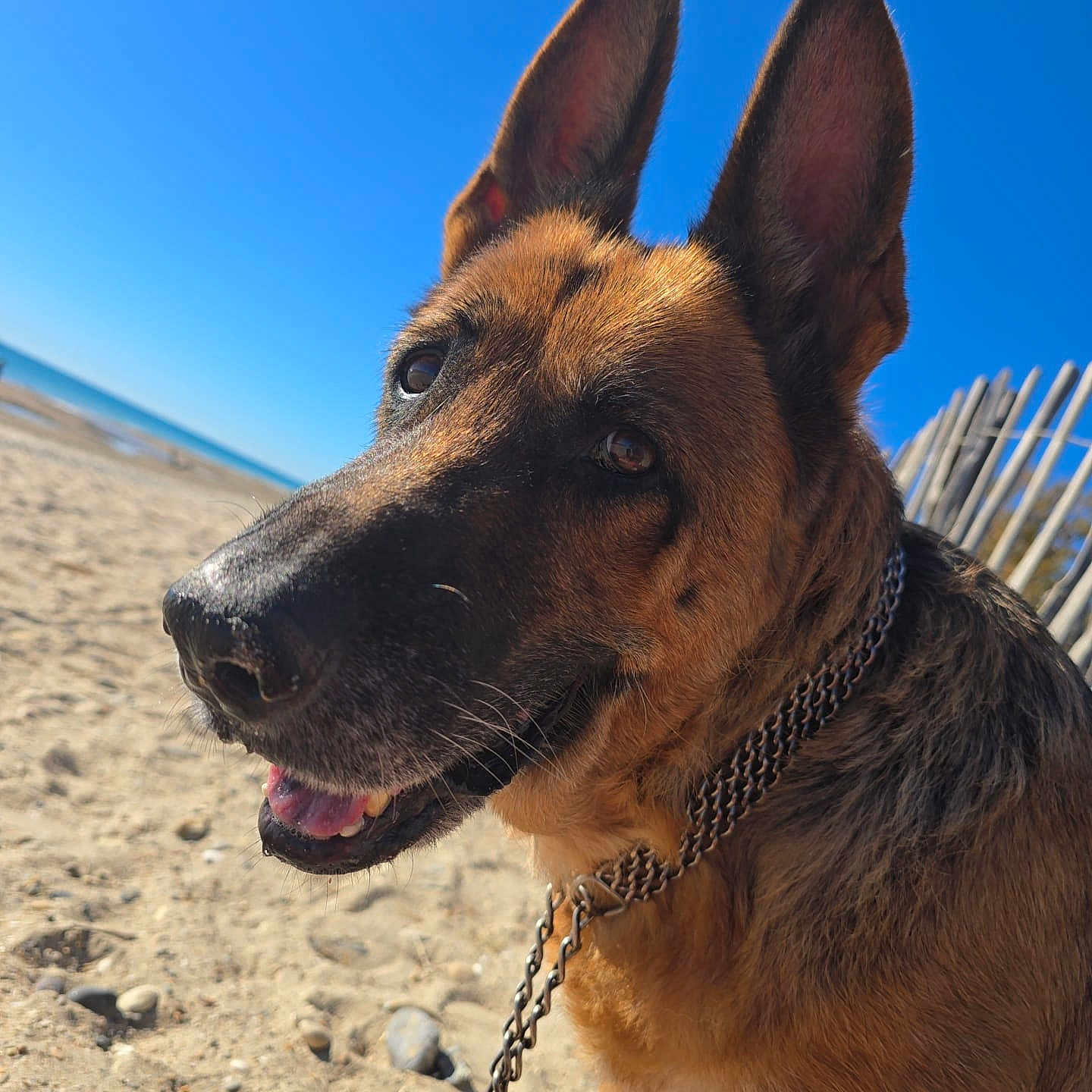 Jodie a rejoint le concours — aidez-le/la à gagner de superbes lots ! dog, german_shepherd, beach, sand, sky, sunny, outdoor, pet, canine, animal, portrait, ears, collar, chain, smiling, happy, nature, daylight, closeup, leash