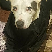 Jax joined the competition — help win amazing prizes! animal, boxer, bulldog, canine, chihuahua, couch, cushion, dog, face, furniture, head, homedecor, hound, husky, person, pet, photography, pitbull, portrait, puppy