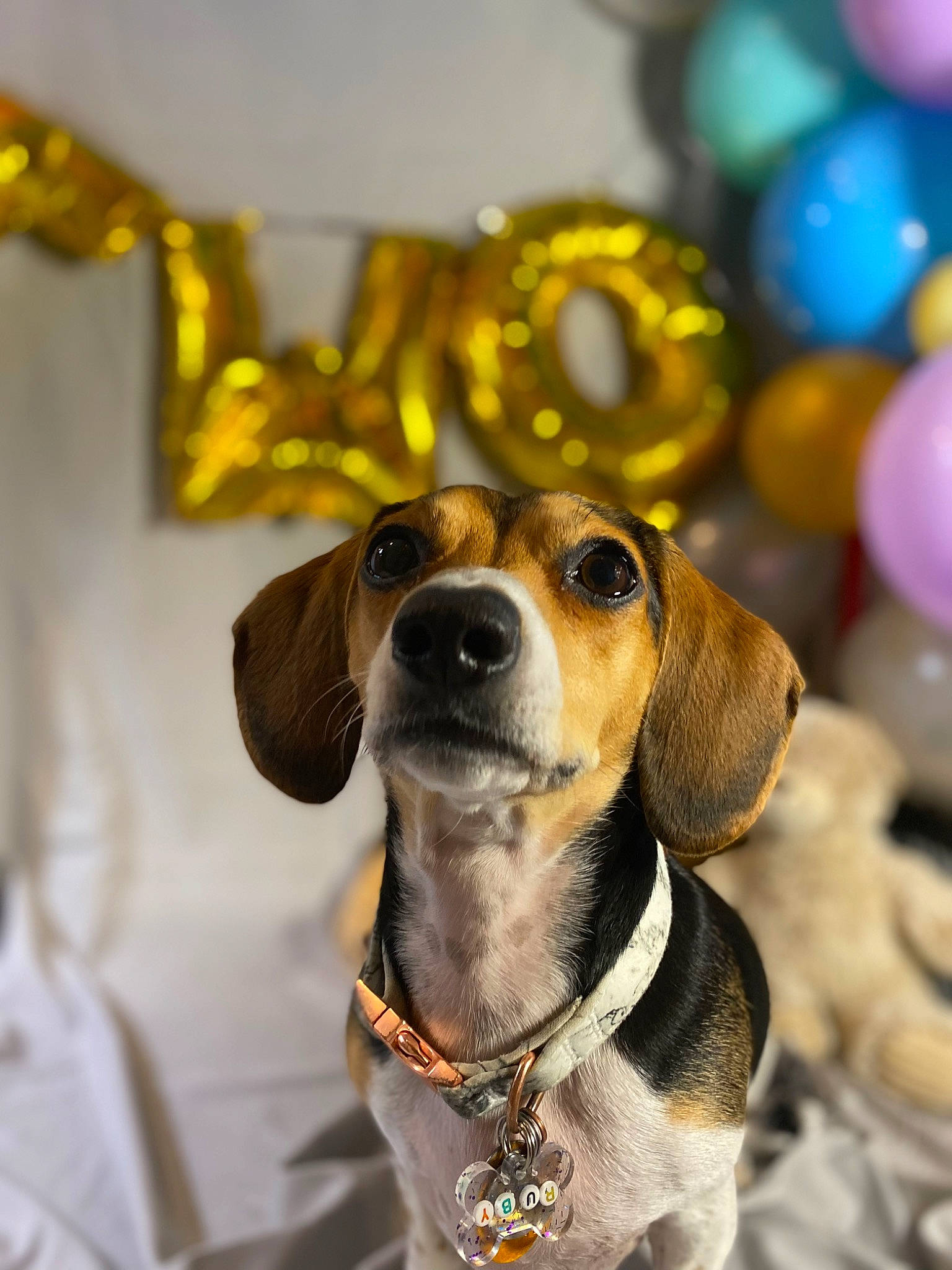Ruby joined the competition — help win amazing prizes! balloon, carnivore, collar, companion_dog, dog, dog_breed, dog_collar, dog_supply, ear, eyewear, fawn, glasses, goggles, leash, pet_supply, snout, sporting_group, sunglasses, whiskers, working_animal