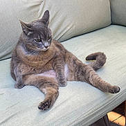 Brindille a rejoint le concours — aidez-le/la à gagner de superbes lots ! cat, gray_cat, pet, animal, feline, sofa, cushion, outdoor, wooden_fence, relaxed, lounge, fur, paw, tail, daylight, domestic_animal, home, resting, seat, quiet