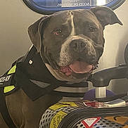 Bébé participe au concours pour gagner de l'argent avec cette photo : dog, happy_dog, harness, suitcase, stickers, luggage, train_window, train_interior, panting, tongue_out, brown_fur, close_up, pet_travel, seat_armrest, reflection, handle, polka_dot, travel_sticker, portrait, indoor