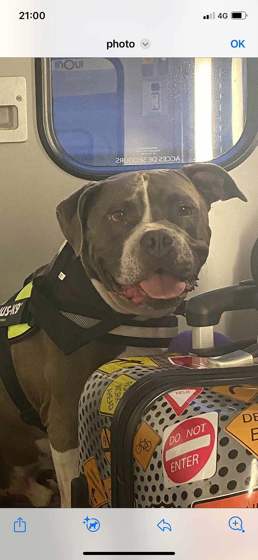 Bébé participe au concours pour gagner de l'argent avec cette photo : dog, happy_dog, harness, suitcase, stickers, luggage, train_window, train_interior, panting, tongue_out, brown_fur, close_up, pet_travel, seat_armrest, reflection, handle, polka_dot, travel_sticker, portrait, indoor