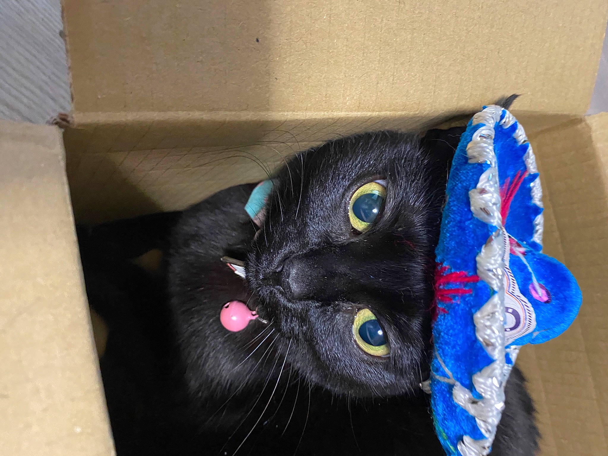 Désire participe au concours pour gagner de l'argent avec cette photo : art, black_cat, bombay, box, carnivore, carton, cat, creative_arts, electric_blue, fashion_accessory, felidae, fur, packaging_and_labeling, pattern, shipping_box, small_to_medium_sized_cats, thread, whiskers, wool, woolen