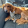 Rocky is registered to the contest to win money with this photo: animal, cat, companion, couch, dog, domestic, ears, friendship, fur, golden_retriever, indoor, leather, paw, pet, relaxing, snuggling, sunlight, tabby_cat, tail, whiskers
