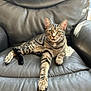 Rocky is registered to the contest to win money with this photo: cat, tabby_cat, pet, animal, feline, leather_chair, indoor, relaxed, paw, striped_fur, sitting, looking_at_camera, whiskers, ears, yellow_eyes, sunlight, shadow, texture, comfort, home