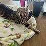 cat, kitten, tabby, stretching, paw, blanket, table, wooden_table, cup, tumbler, indoor, feline, pet, animal, playful, yawning, patterned_blanket, cozy, domestic, cute