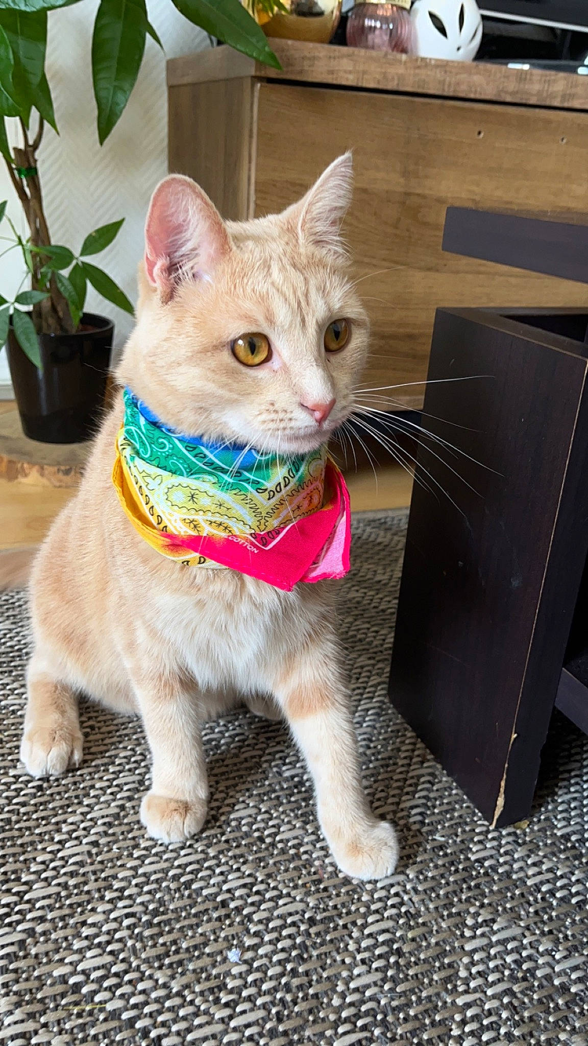 Kiera a rejoint le concours — aidez-le/la à gagner de superbes lots ! art, carnivore, cat, claw, collar, domestic_short_haired_cat, fawn, felidae, flooring, flowerpot, fur, houseplant, paw, plant, road_surface, sitting, small_to_medium_sized_cats, snout, tail, whiskers