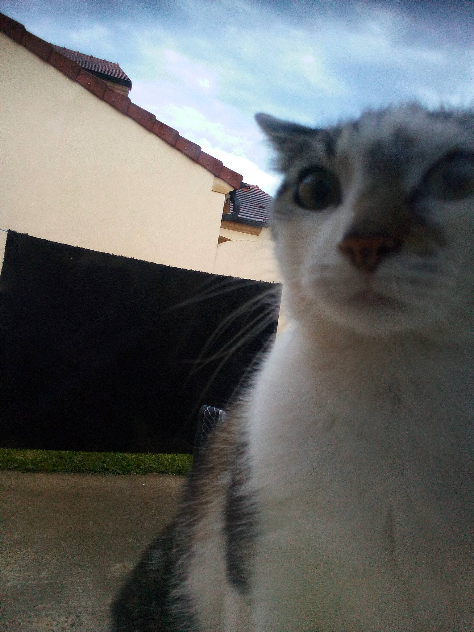 Switch a rejoint le concours — aidez-le/la à gagner de superbes lots ! aegean_cat, american_wirehair, carnivore, cat, domestic_short_haired_cat, eye, felidae, fur, nose, photography, sky, small_to_medium_sized_cats, snout, whiskers