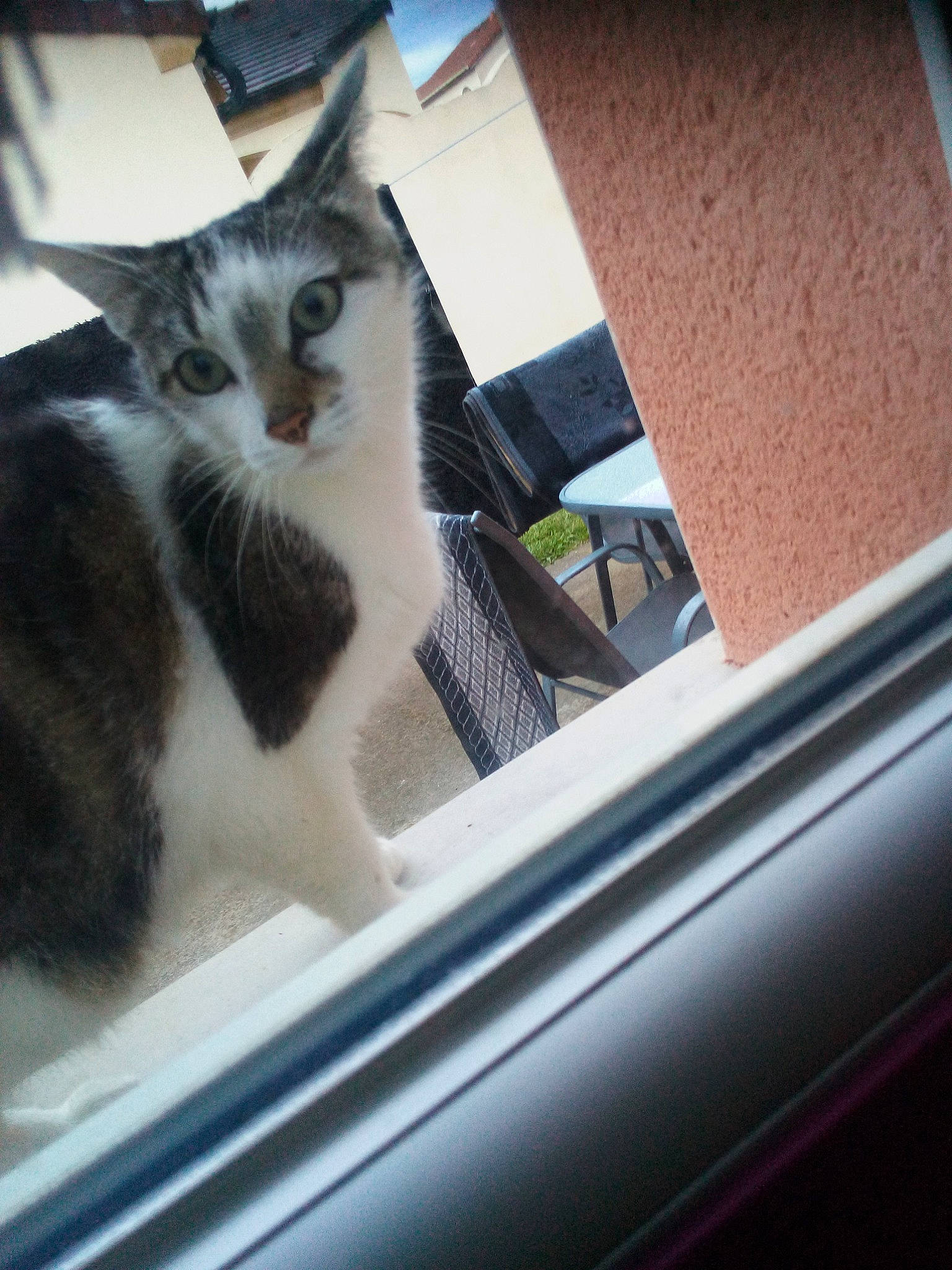 Switch participe au concours pour gagner de l'argent avec cette photo : auto_part, automotive_window_part, car, carnivore, cat, domestic_short_haired_cat, felidae, kitten, small_to_medium_sized_cats, vehicle, vehicle_door, whiskers, window