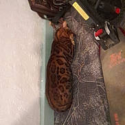 Nemo a rejoint le concours — aidez-le/la à gagner de superbes lots ! animal, black_spots, brown, cat, corner, cozy, domestic, equipment, feline, floor, furniture, indoor, laying_down, pet, quiet, resting, scooter, spotted_cat, texture, wall