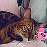 Nemo a rejoint le concours — aidez-le/la à gagner de superbes lots ! animal, bengal_cat, cat, close_up, companion, cozy, cute, ears, feline, fur, heart_sticker, indoor, pet, pink_blanket, playful, relaxed, resting, soft_texture, striped, whiskers